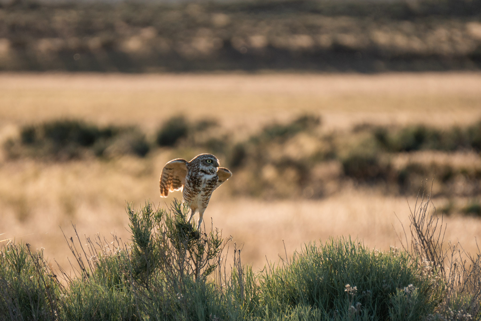 A burrowing owl begins to lift off from its perch on some brush